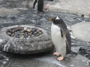Penguin CC by oddbjørn