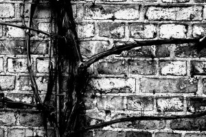 800px-Black_and_white_branch